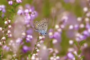 Butterfly blue butterfly, summer, Germany