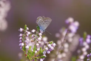 Category Wildlife DE Prints: Butterfly blue butterfly, summer, Germany