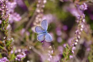 Butterfly blue butterfly, summer, Germany