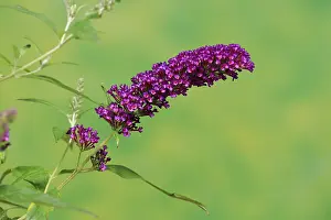 Butterfly-bush (Buddleja davidii)