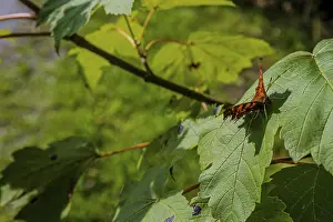 A butterfly (C butterfly, Polygonia c-album) sits on a leaf while the sun shines through the green leaves in spring