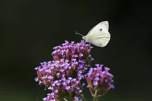 Butterfly, Cabbage butterfly (Pieris brassicae)