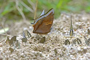 Butterfly, Charaxes marmax