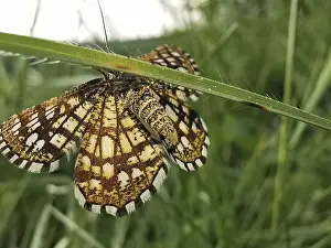 A butterfly Chiasmia clathrata with outstretched wings resting on a blade of grass