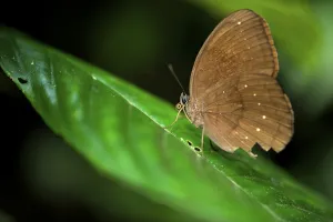 Butterfly, Cuc Phuong National Park