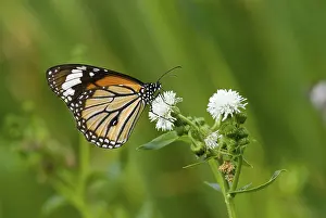 Butterfly (Danaidae), common tiger