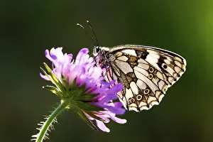 A butterfly with detailed wings resting on a purple flower