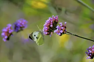 Butterfly on flower, cabbage white butterfly