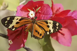 Butterfly, Flower-of-spring, Pantanal