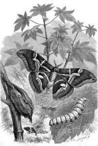Butterfly goddess tree moth, was introduced for silkworm breeding in large parts of the world