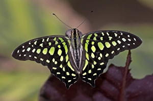 Butterfly, Graphium agamemnun, Thailand, , Asia