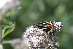 Butterfly, jersey tiger (Euplagia quadripunctaria) sucking nectar on hemp agrimony (Eupatorium cannabinum)