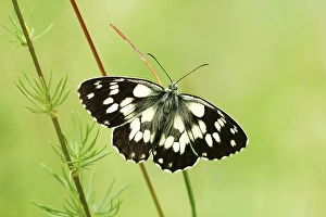 Butterfly (Melanargia galathea)
