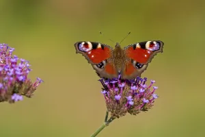Butterfly, peacock butterfly (Aglais io)