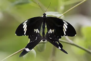 Butterfly Red Helen at Kopulation (Papilio helenus)