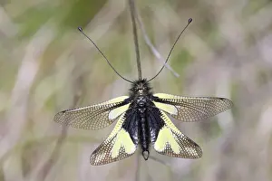 Butterfly shark, Libelloides coccajus