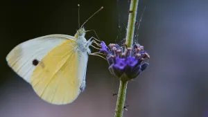 A butterfly sits on a purple flower in front of a blurred background