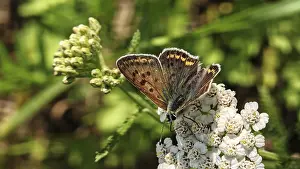 A butterfly, Sooty Copper (lycaena tityrus)