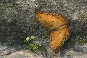 Butterfly on a stone taking water from plants