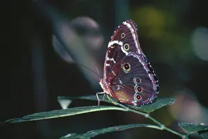 Butterfly in Tambopata National Park in the Amazon basin