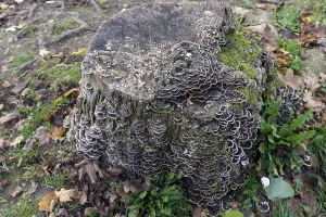 Butterfly tramete (Trametes versicolor) on a tree stump