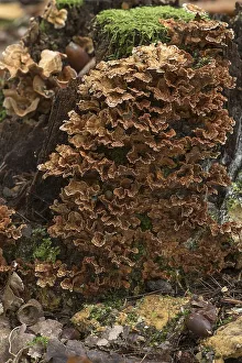 Butterfly Trametes (Trametes versicolor)
