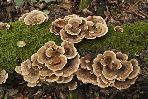 Butterfly Trametes (Trametes versicolor)