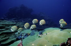 Butterflyfish Chaetodon collare