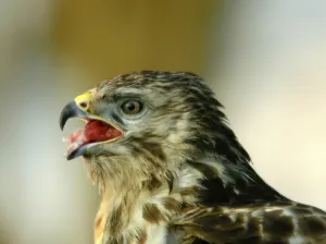 Buzzard (Buteo)