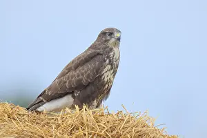 Buzzard (Buteo buteo) adult bird sitting on a pile of straw