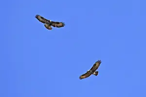 Buzzard, Buteo buteo, Common Buzzard