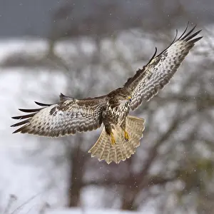 Buzzard (Buteo buteo), dark form