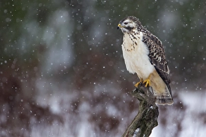 Buzzard (Buteo buteo), light morph hunting from its perch