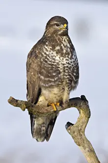 Buzzard (Buteo buteo), perched on a branch in a snow-covered landscape