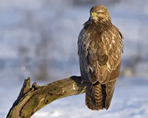 Buzzard (Buteo buteo), perched on a branch in a snow-covered landscape