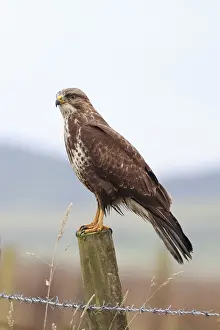 Buzzard (Buteo buteo) perched on a post