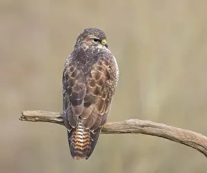Buzzard (Buteo buteo) sitting attentively on a branch