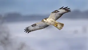 Buzzard (Buteo buteo), white morph