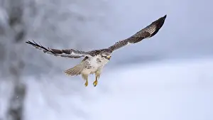 Buzzard (Buteo buteo), white morph