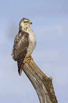 Buzzard (Buteo buteo), white morph