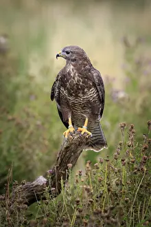 A buzzard perched on a branch