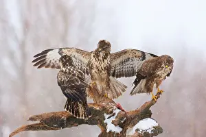 Buzzards