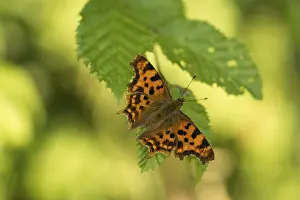 C-moth (Polygonia c-album)