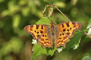 C-moth (Polygonia c-album), with open wings on a birch leaf (Betula)