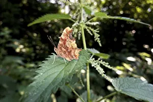 C-moth (Polygonia c-album, syn)