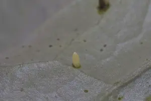 Cabbage butterfly, egg, Pieris brassicae