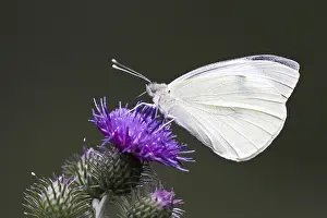 Cabbage butterfly (Pieris brassicae)
