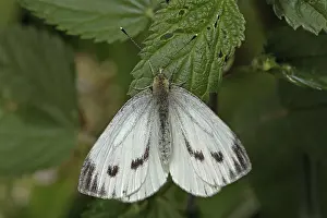 Cabbage butterfly (Pieris brassicae)