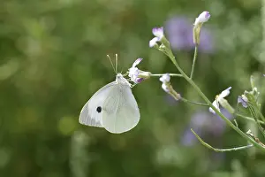 Cabbage butterfly (Pieris brassicae)