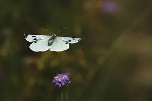 Cabbage butterfly (Pieris brassicae)